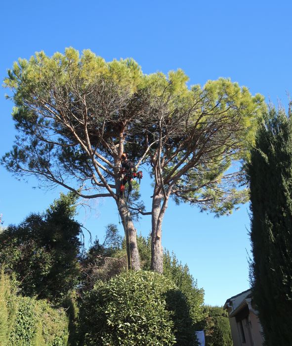 taille-pin-tourrettes-sur-loup